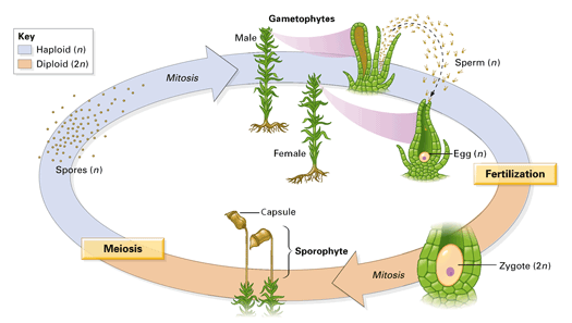 why is the sporophyte generation dominant